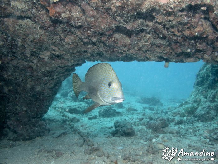 Poissons osseux