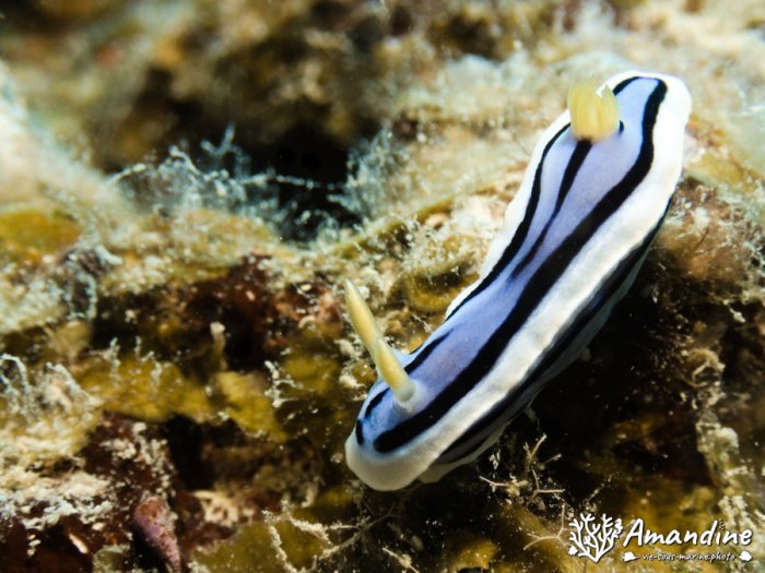 Chromodoris elisabethina