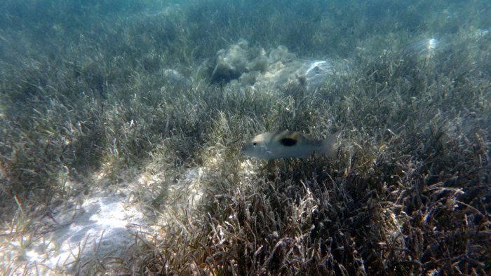 Lethrinus harak