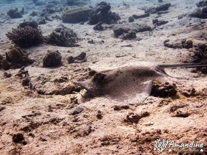 Neotrygon kuhlii