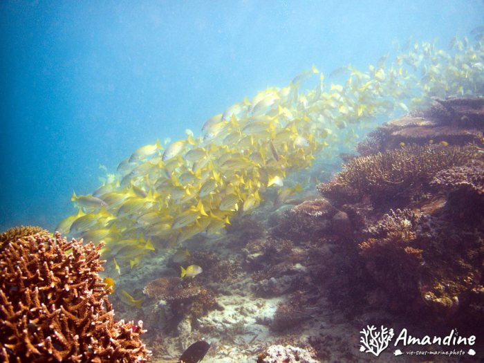 Lutjanus fulviflamma