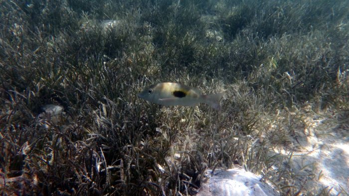 Lethrinus harak