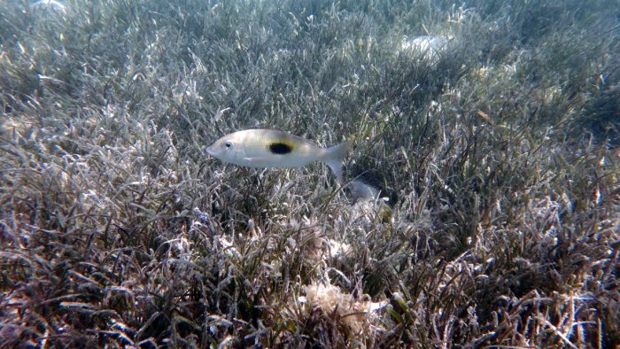 Lethrinus harak