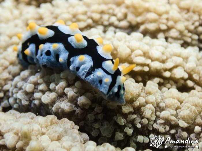 Phyllidia carlsonhoffi