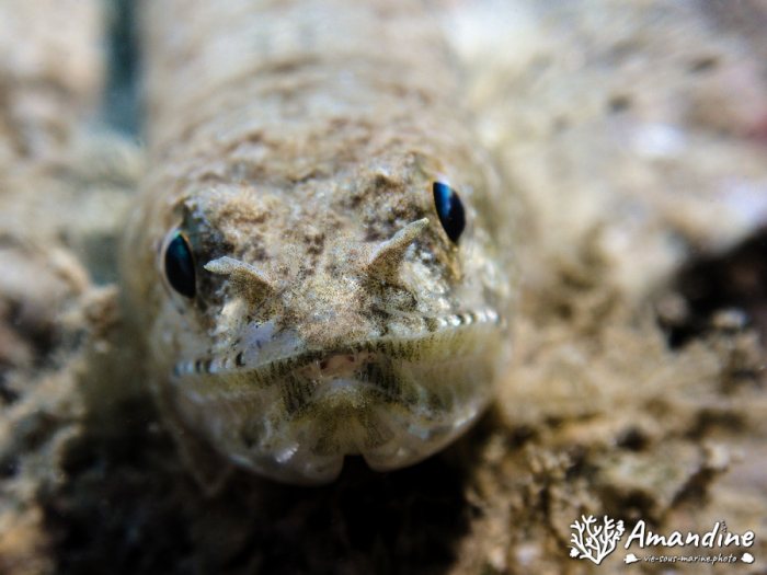 Saurida gracilis