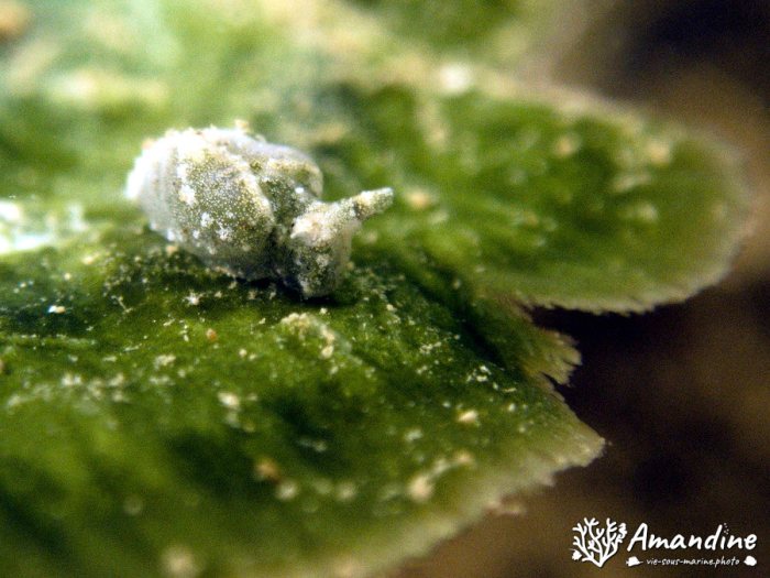 Limaces de mer
