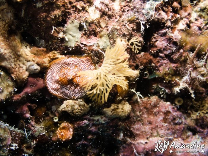 Reteporellina sp.