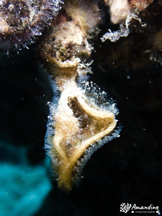 Bryozoaire