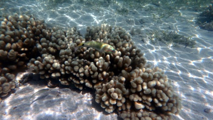 Halichoeres trimaculatus