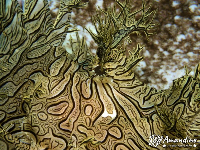 Rhinopias aphanes