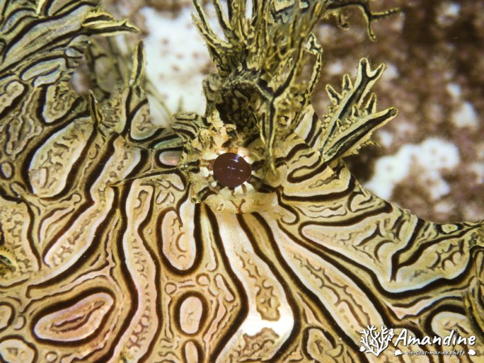 Rhinopias aphanes