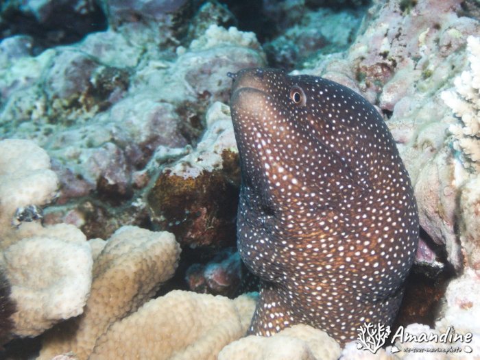 Gymnothorax meleagris