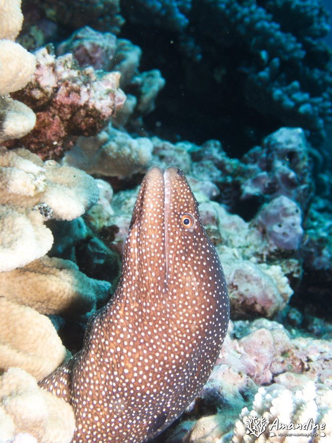 Gymnothorax meleagris