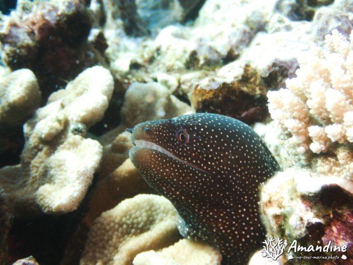 Gymnothorax meleagris