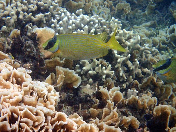 Siganus puellus