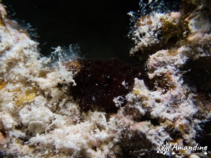 Limaces de mer