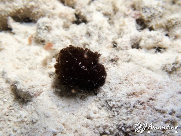 Limaces de mer