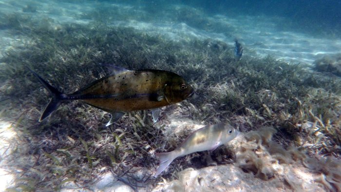 Lethrinus harak