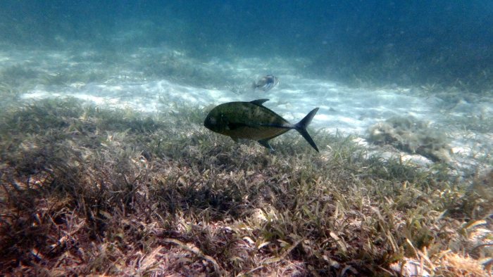 Caranx melampygus