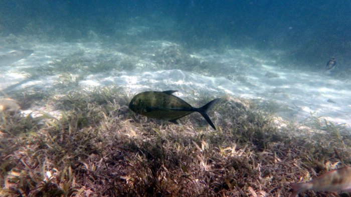 Caranx melampygus