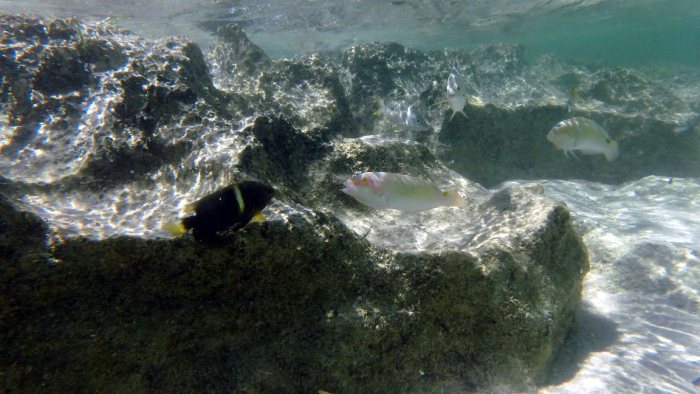 Halichoeres trimaculatus