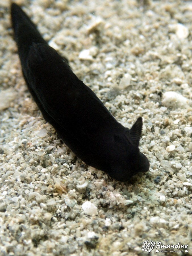 Doridien