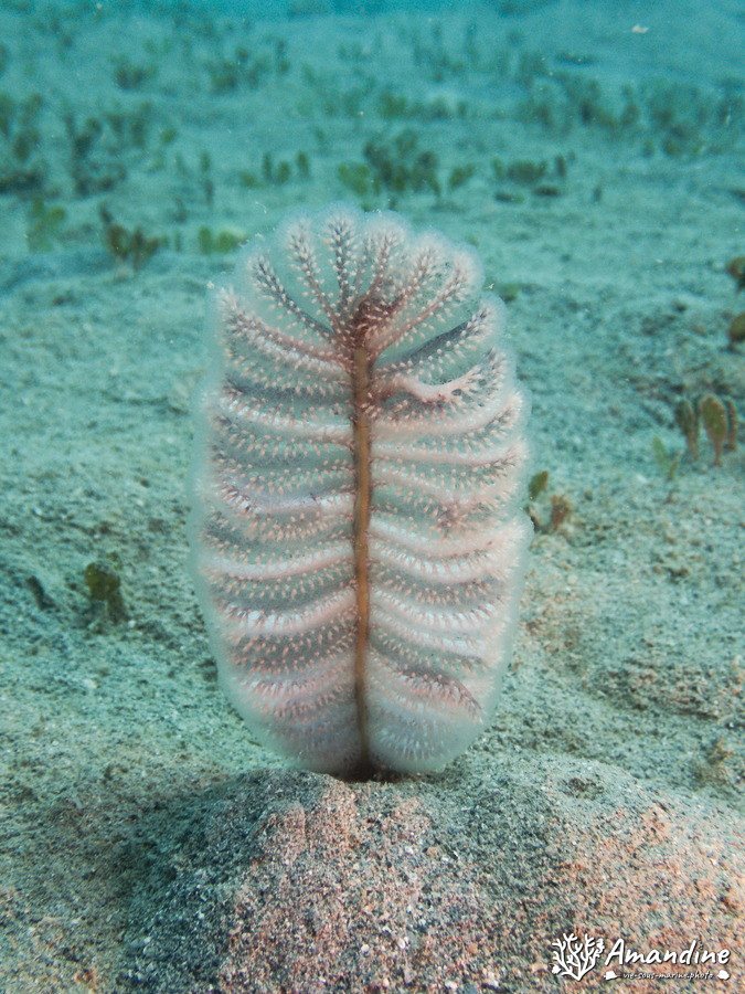 Pennatules