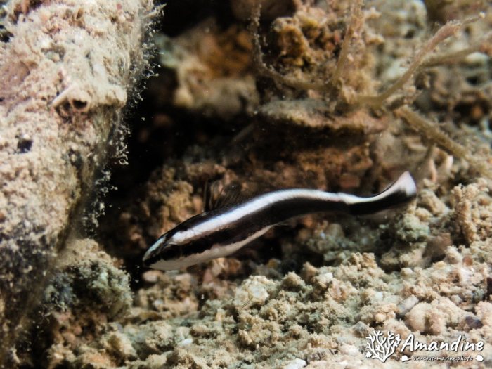 Poissons osseux