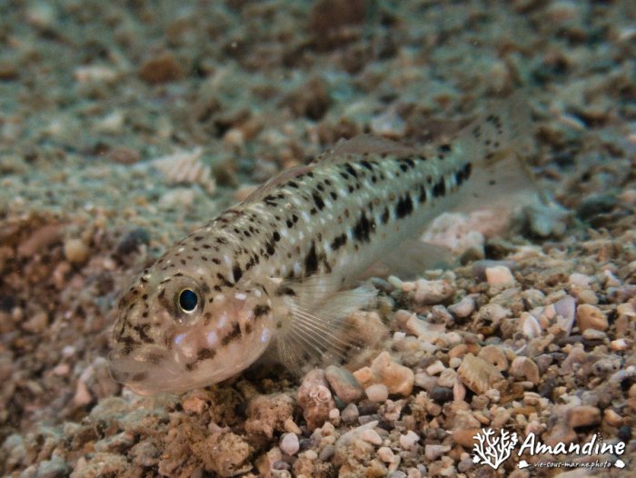 Poissons osseux