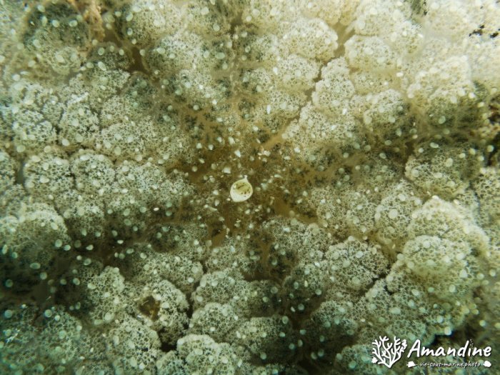 Cassiopea andromeda
