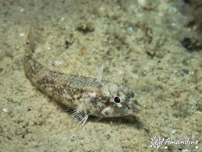 Poissons osseux