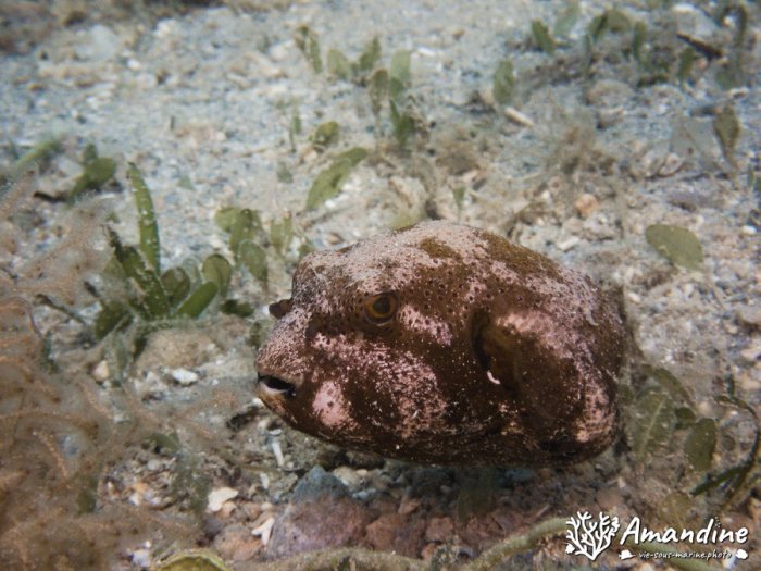 Poisson-ballon