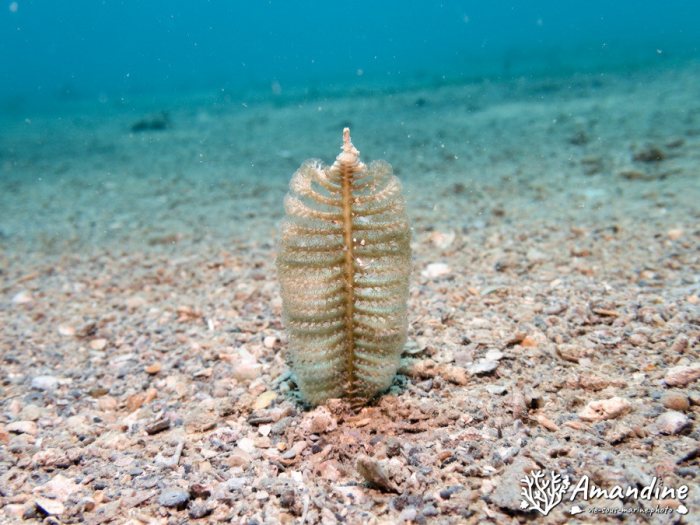 Pennatules