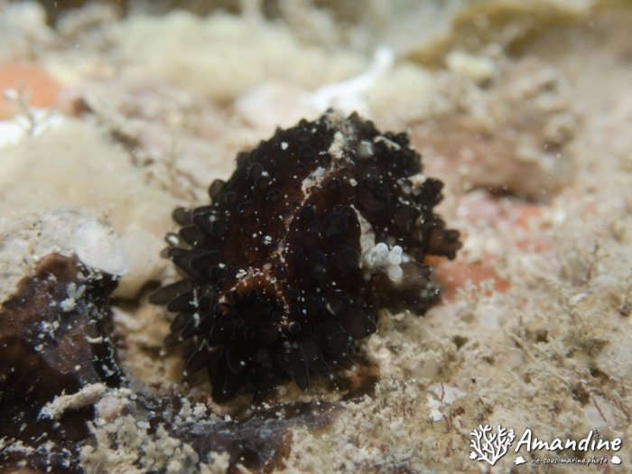 Mollusques