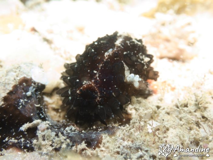 Mollusques