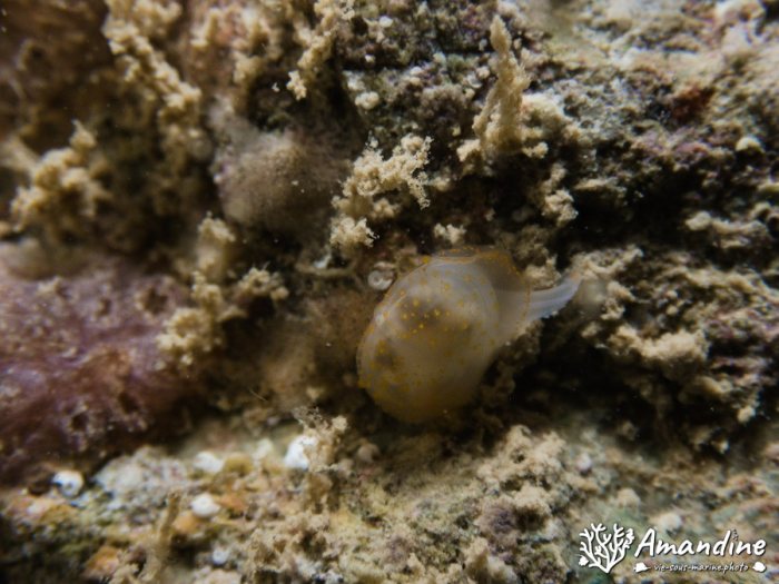 Bivalve