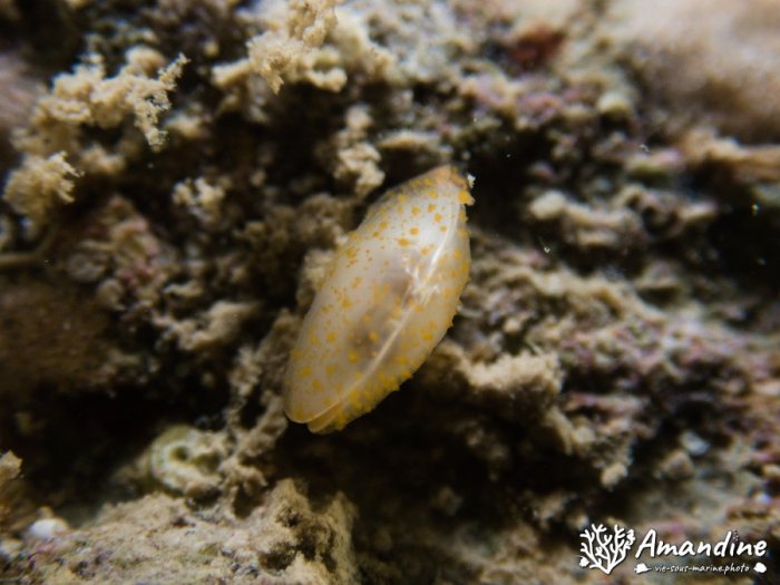 Bivalve