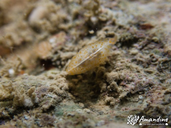Bivalve