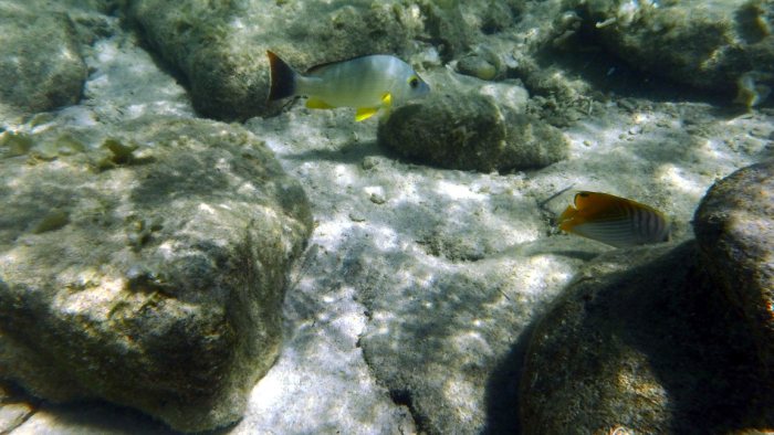 Chaetodon auriga