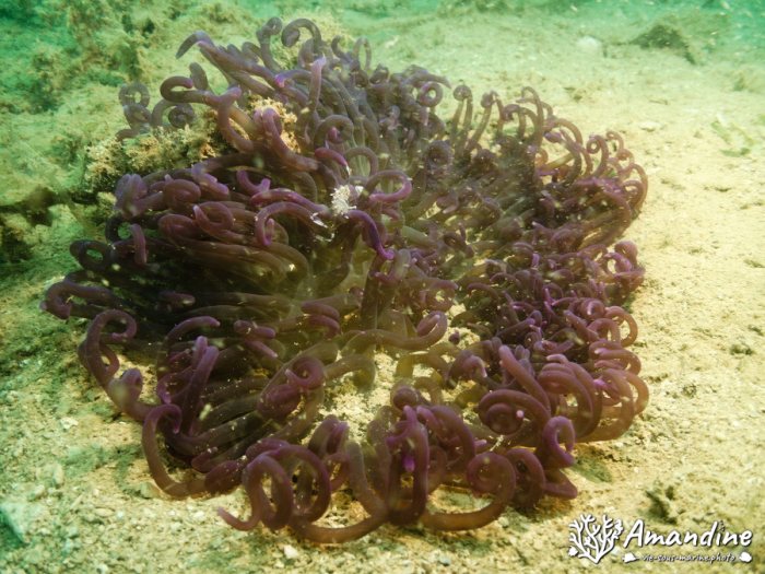 Anémone de mer