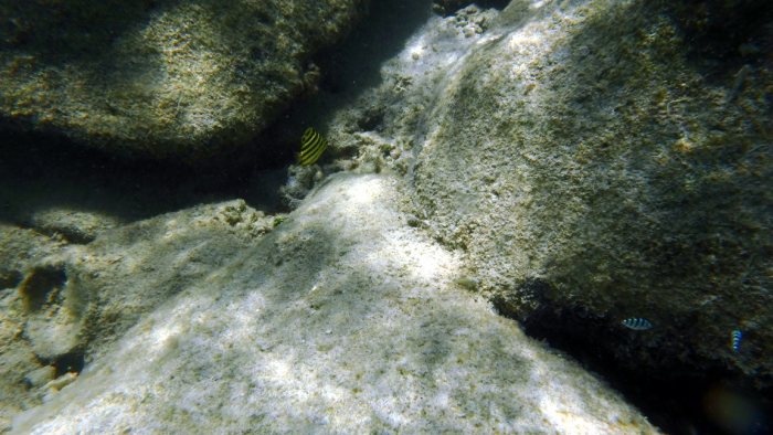 Microcanthus strigatus