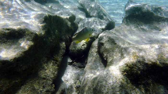 Lutjanus fulvus