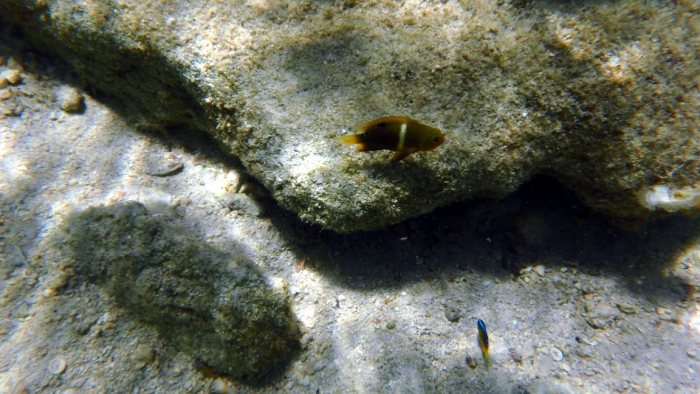 Chrysiptera biocellata