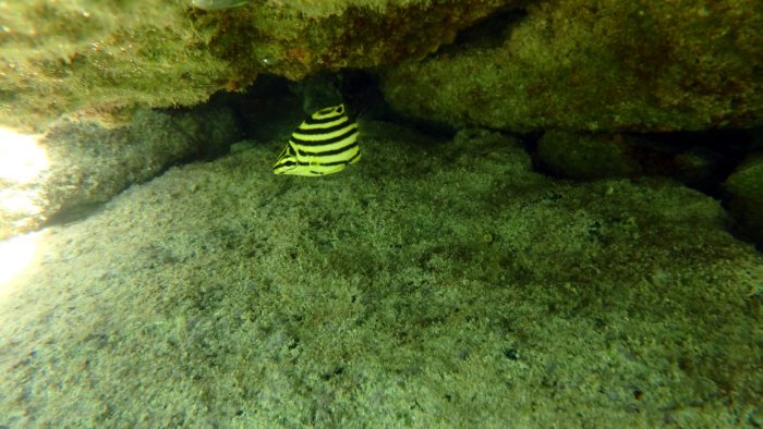 Microcanthus strigatus