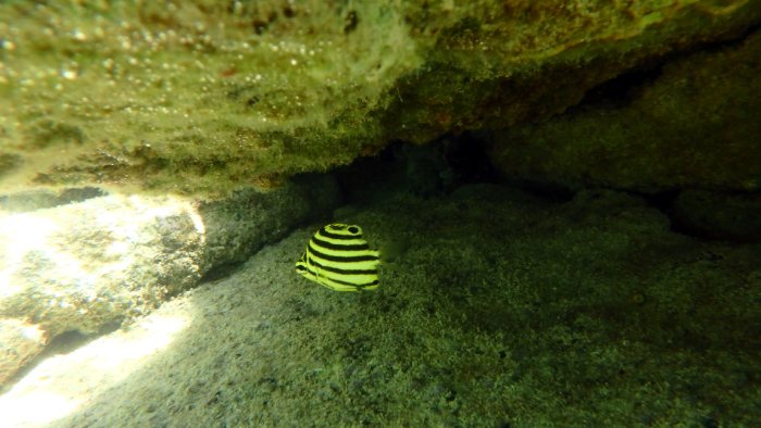 Microcanthus strigatus