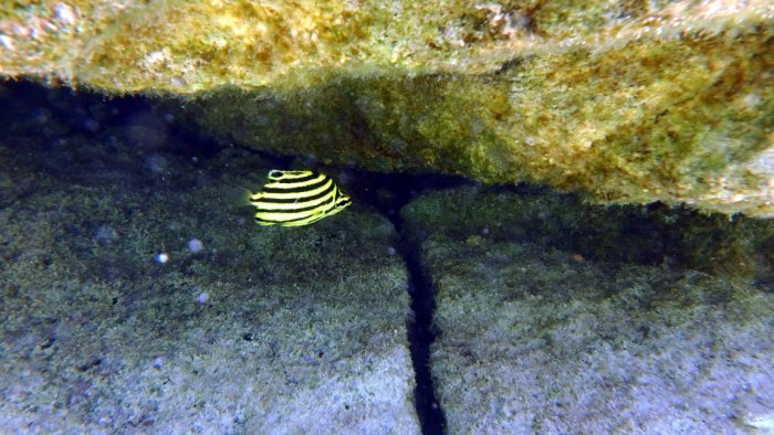 Microcanthus strigatus