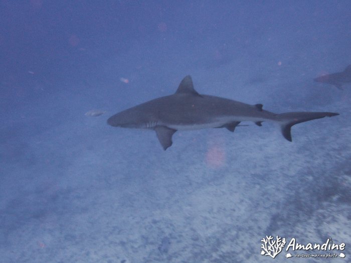 Carcharhinus amblyrhynchos