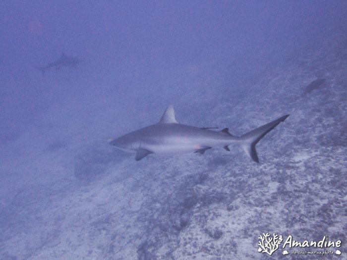 Carcharhinus amblyrhynchos