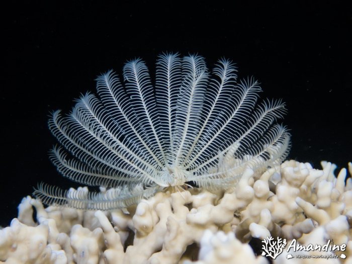 Crinoïde