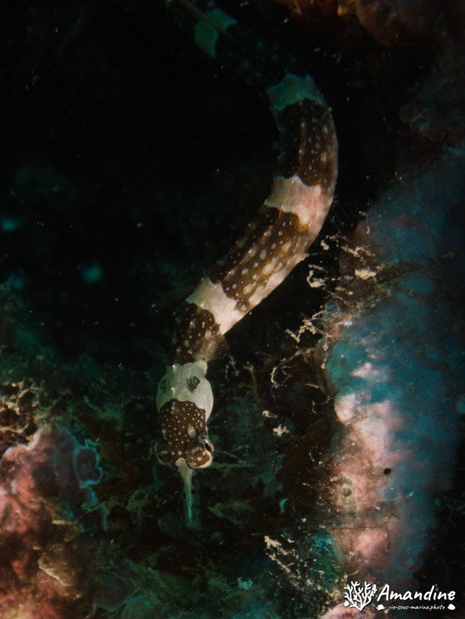 Poissons osseux